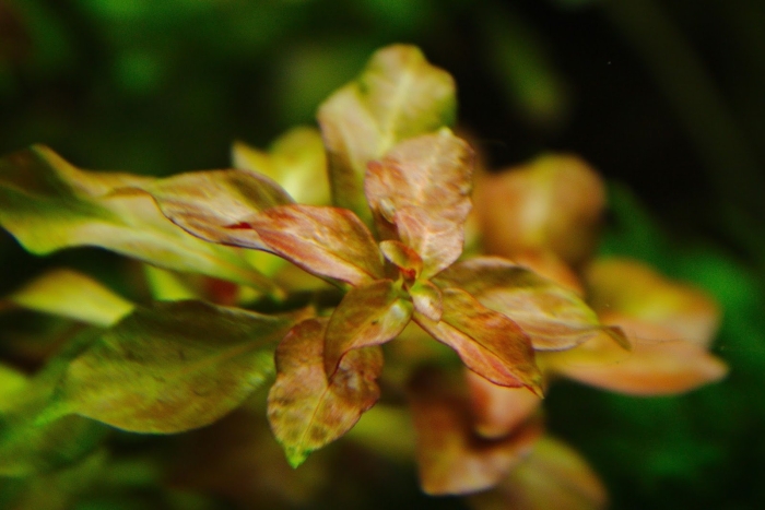 Людвигия палюстрис аквариумное