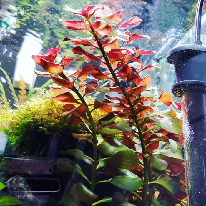 Людвигия болотная аквариумное