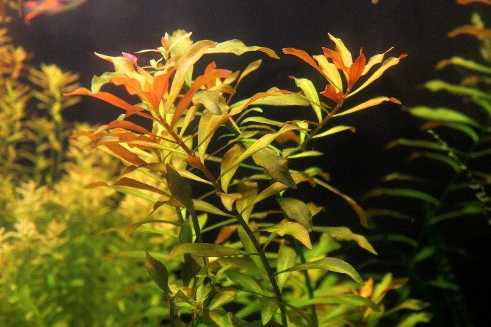 Людвигия аквариумное растение