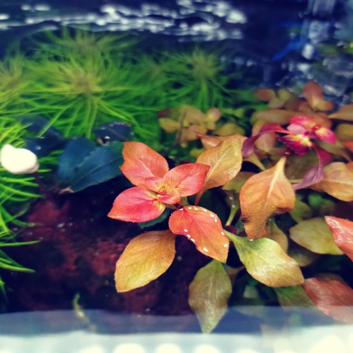 Людвигия аркуата