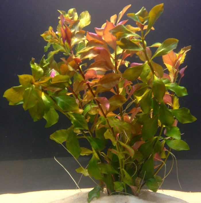 Людвигия ползучая репенс