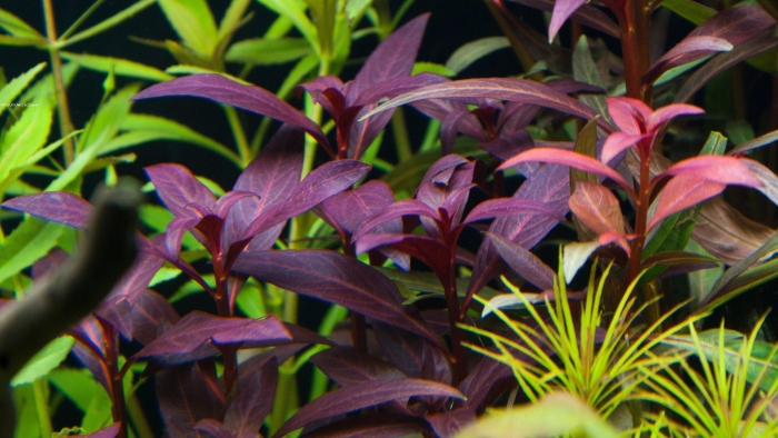 Людвигия перуанская даймонд