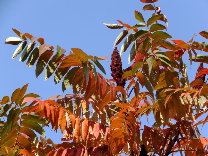 Дерево сумах