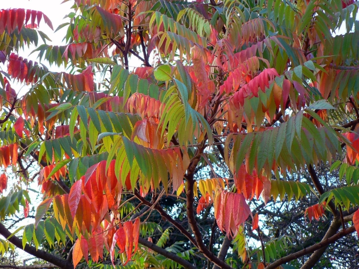 Сумах пушистый оленерогий уксусное дерево