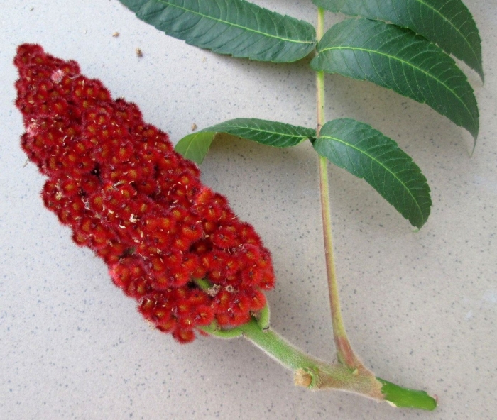 Сумах дубильный