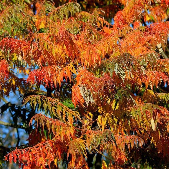 Rhus typhina tiger eyes