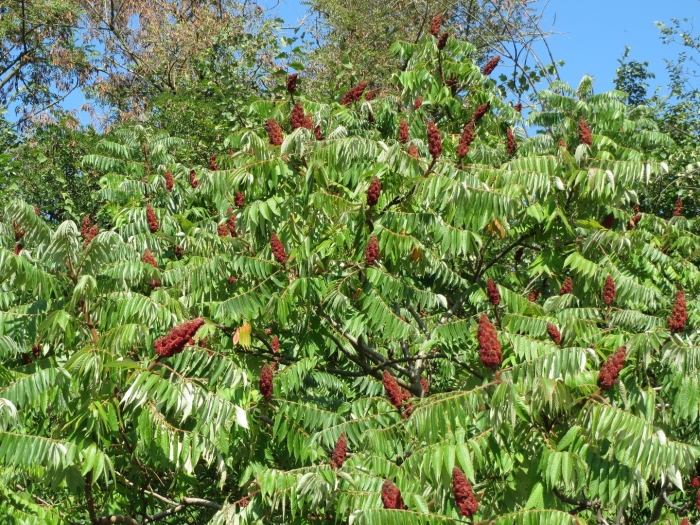 Rhus typhina