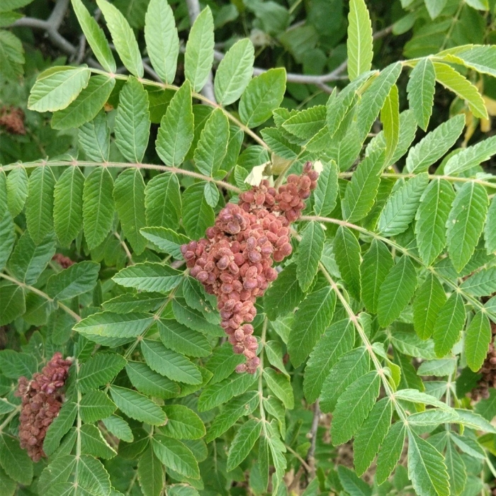 Сумах дубильный rhus coriaria