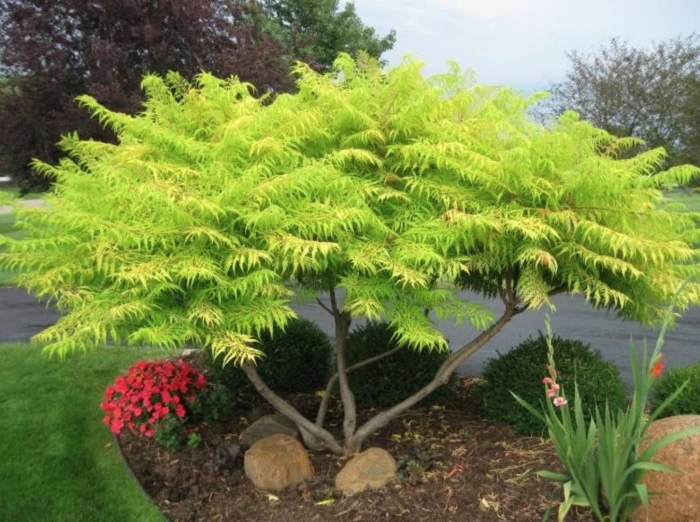 Сумах дерево в ландшафтном дизайне саду