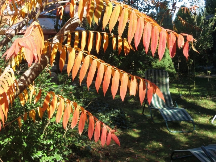 Сумах пушистый оленерогий уксусное дерево