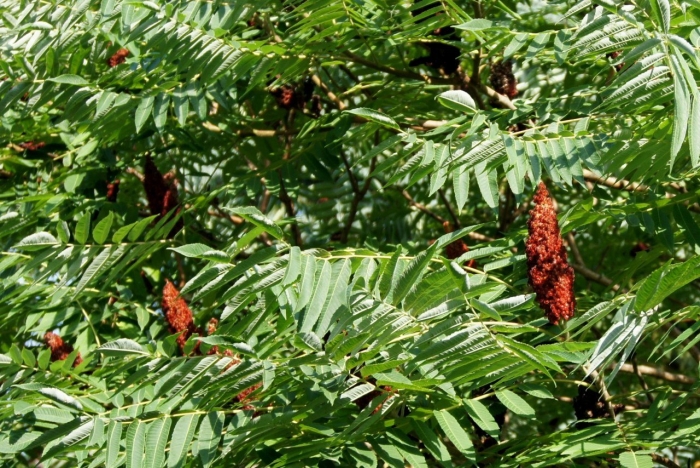 Уксусное дерево сумах