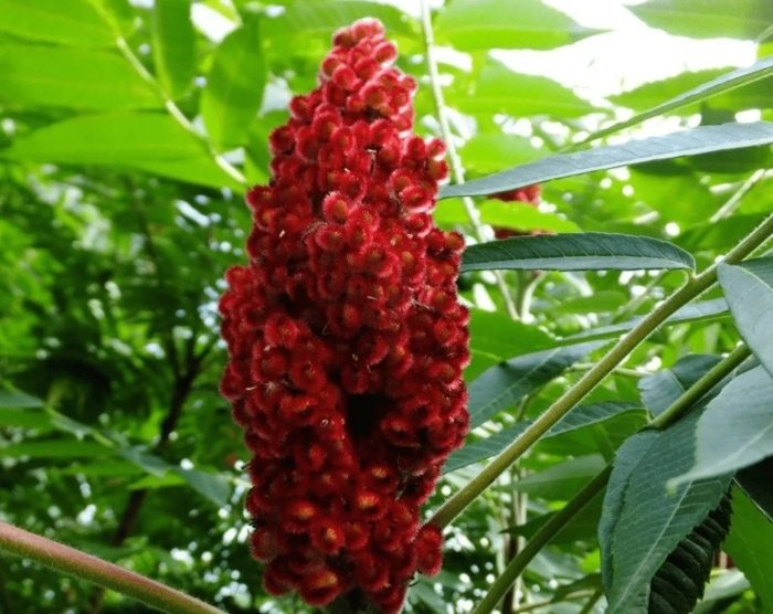 Оленерогий растения сумах