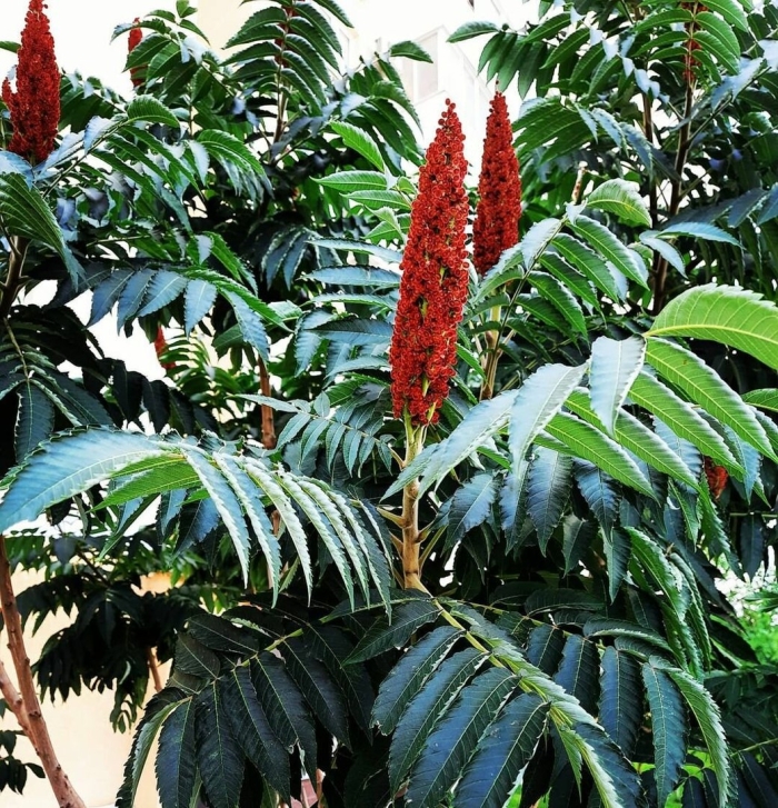 Сумах пушистый оленерогий