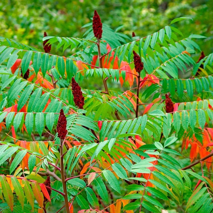 Сумах пушистый оленерогий уксусное дерево