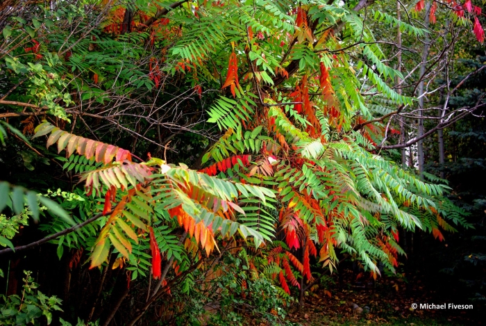 Сумах rhus typhina