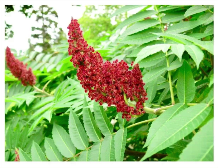 Сумах оленерогий уксусное дерево