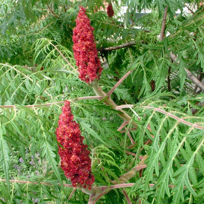 Rhus typhina dissecta