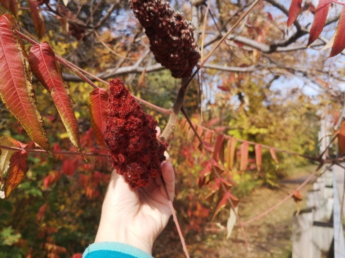 Каштан сумах оленерогий