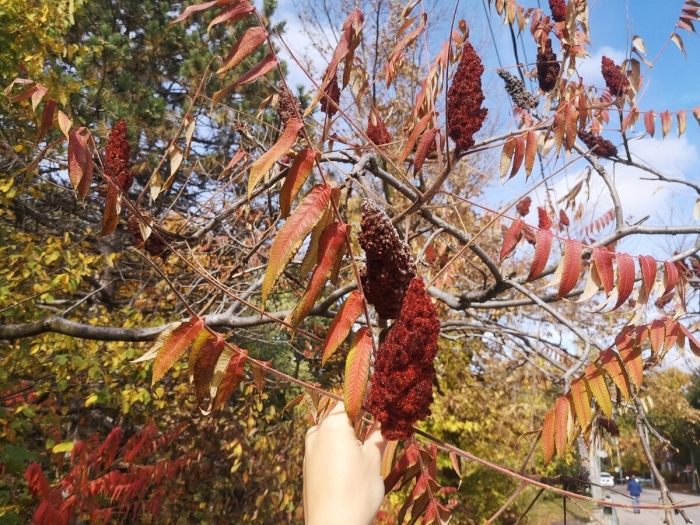 Семена сумах оленерогий