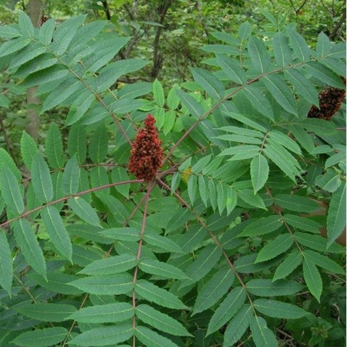 Сумах голый rhus glabra