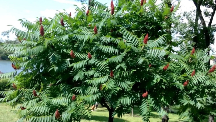 Сумах пушистый оленерогий уксусное дерево
