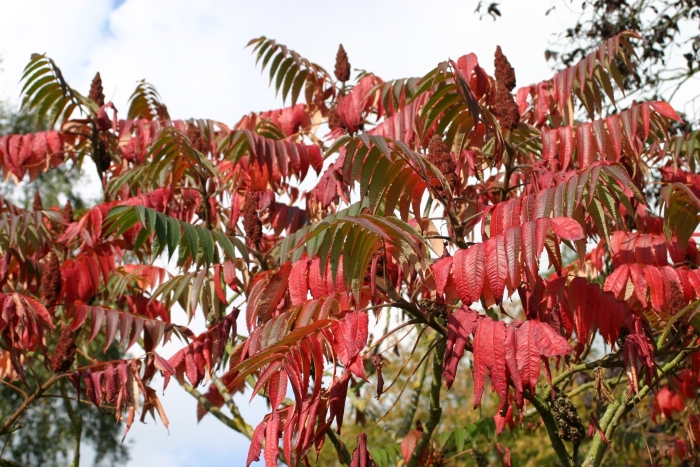 Пальма сумах оленерогий