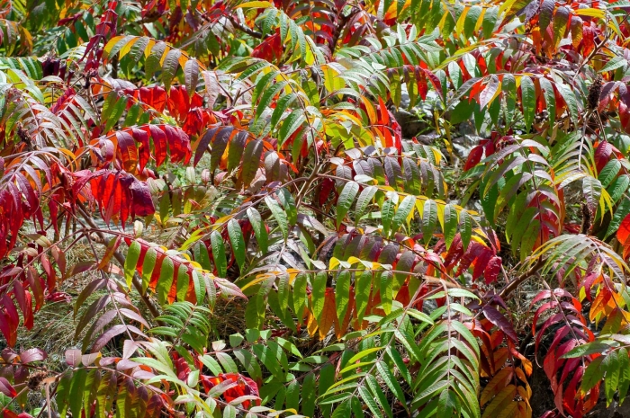 Сумах пушистый оленерогий уксусное дерево