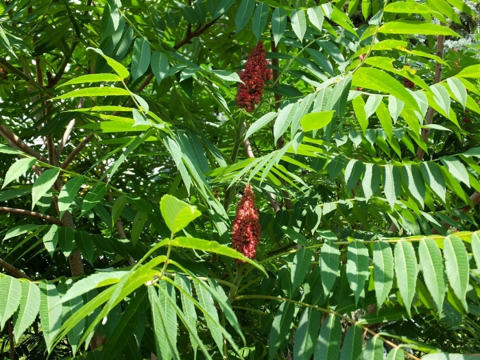 Оленерогий сумах