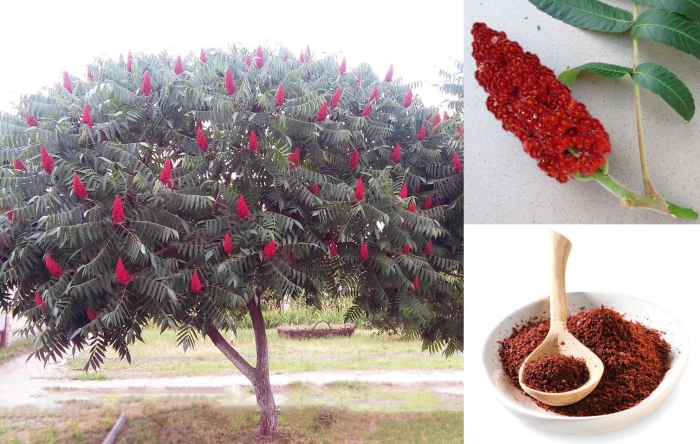 Сумах пушистый оленерогий уксусное дерево