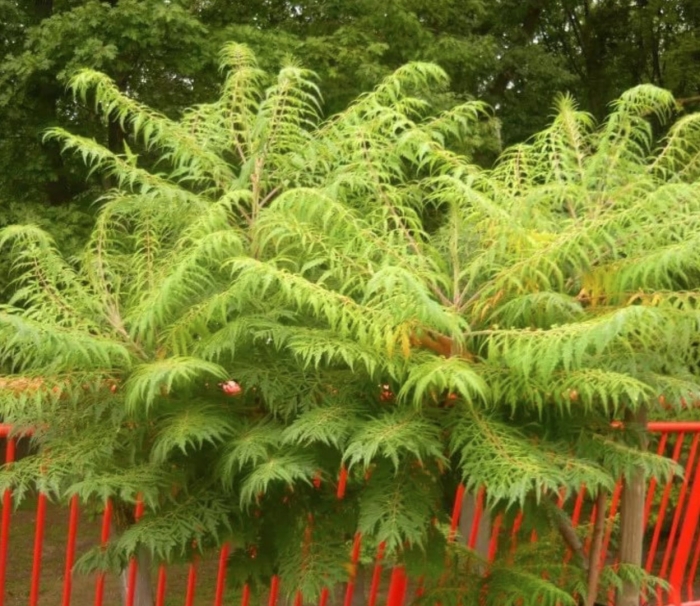 Сумах пушистый оленерогий уксусное дерево