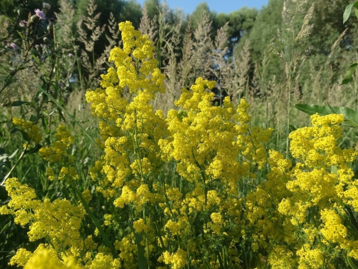 Подмаренник душистый