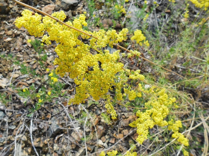 Подмаренник желтый