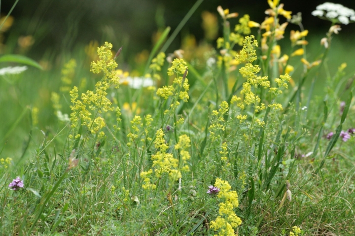 Подмаренник полевой