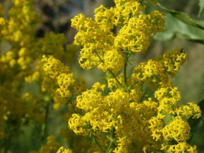 Подмаренник галиум