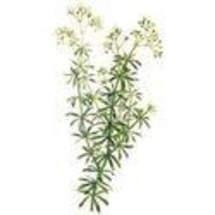 Подмаренник северный настоящий