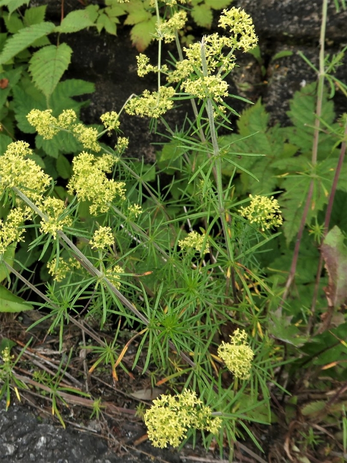 Galium asperum