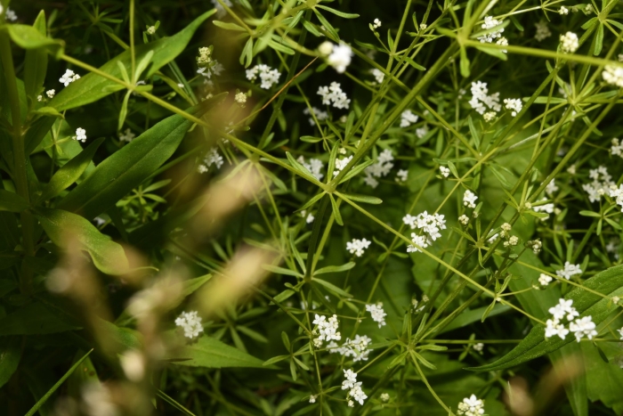 Galium mollugo