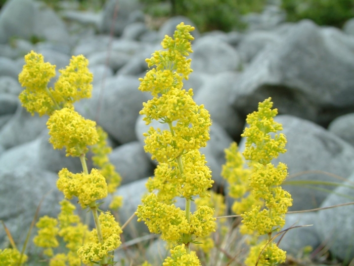 Подмаренник желтый