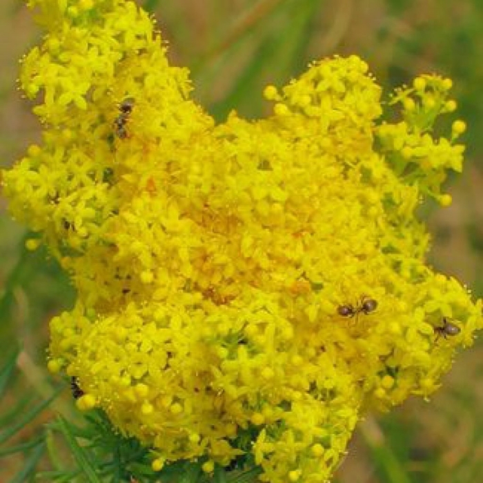 Подмаренник желтый