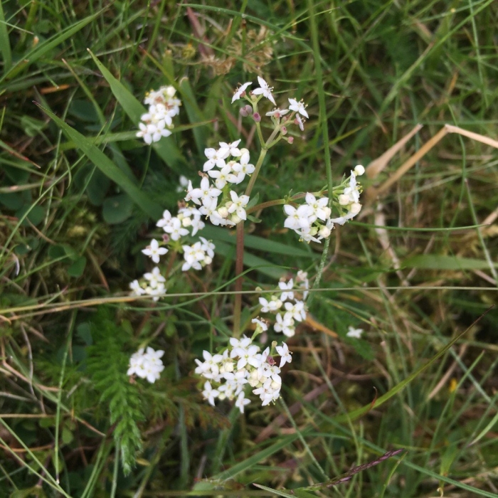 Подмаренник болотный