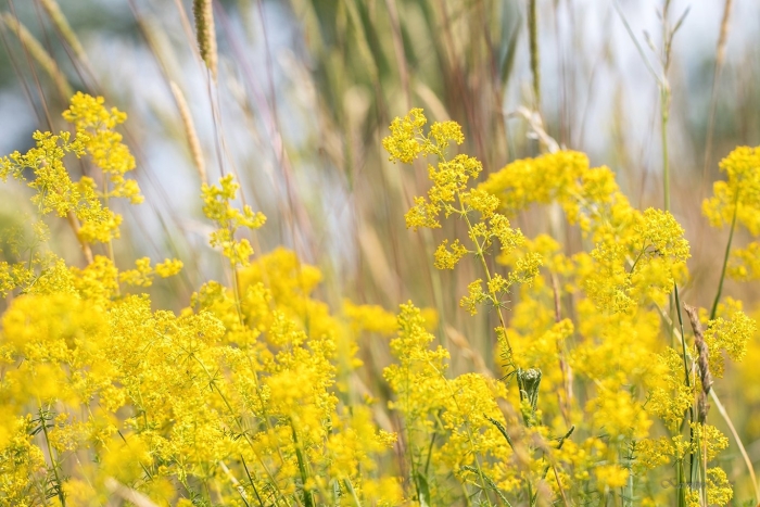 Подмаренник настоящий