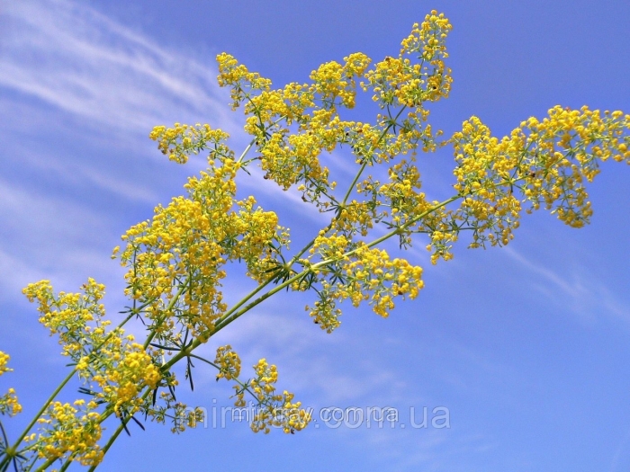 Подмаренник настоящий galium verum