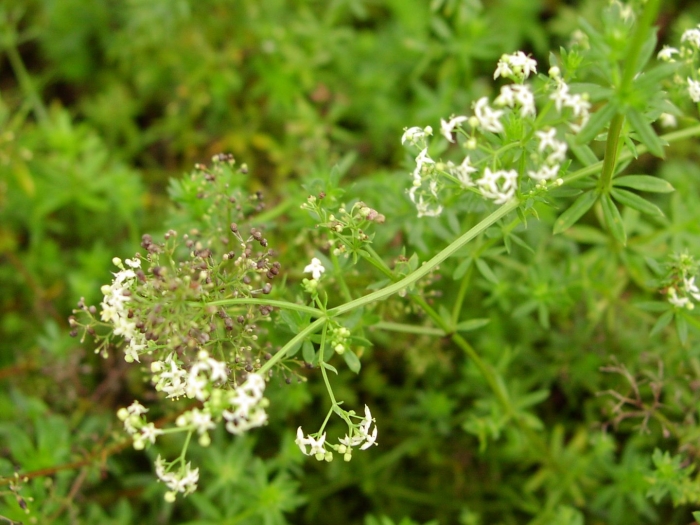 Подмаренник трехцветковый
