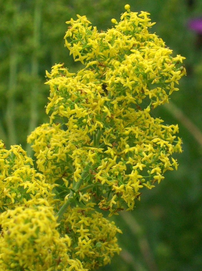 Подмаренник красильный