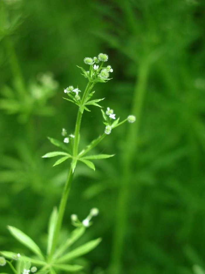 Galium aparine