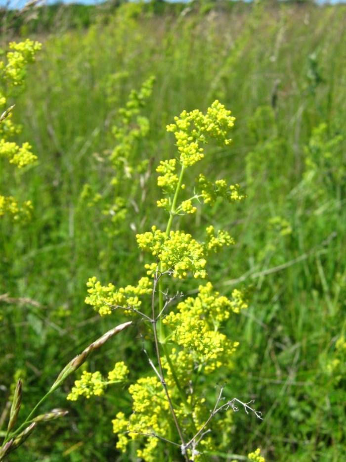 Подмаренник трава