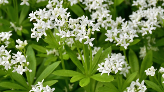 Подмаренник душистый (galium odoratum)