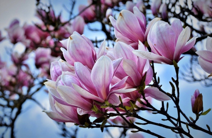 Цветущая магнолия