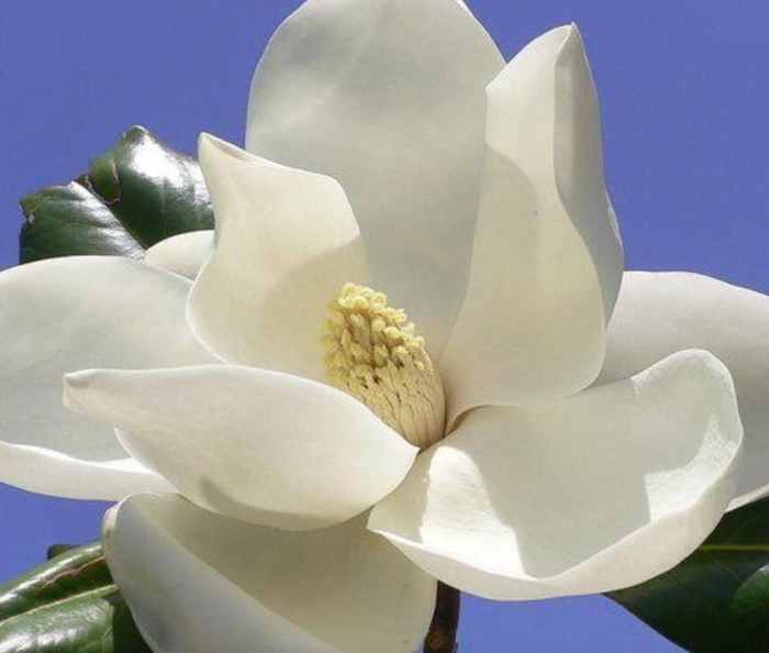 Магнолию грандифлора