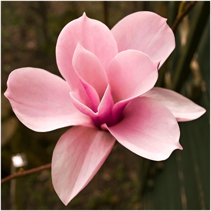 Цветок магнолии